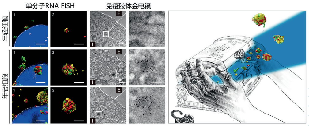 揭示人类基因组暗物质驱动衰老的机制