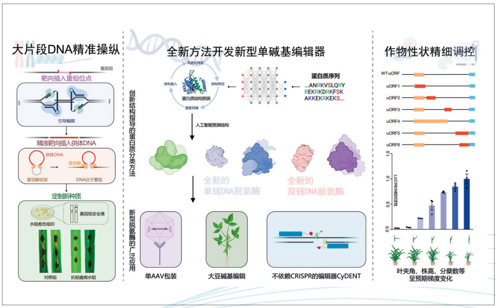新方法实现单碱基到超大片段DNA精准操纵