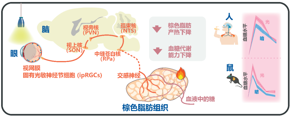 揭示光感受调节血糖代谢机制