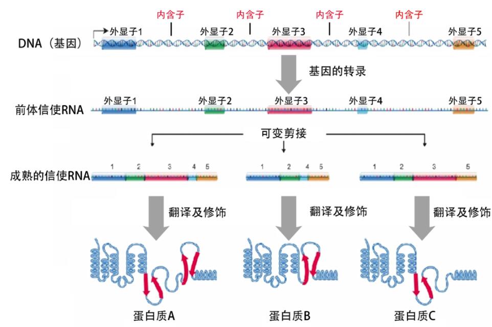 基因表达与RNA剪接