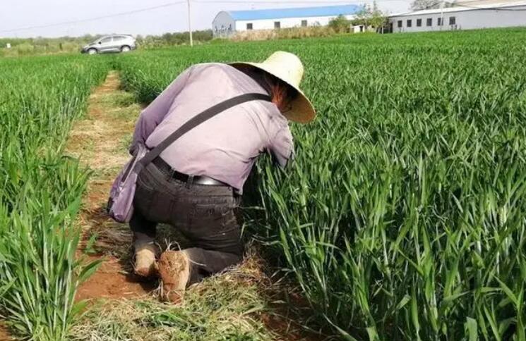 教授在客厅筛麦种走红，妻子：都是偷拍的，丈夫要求删除视频