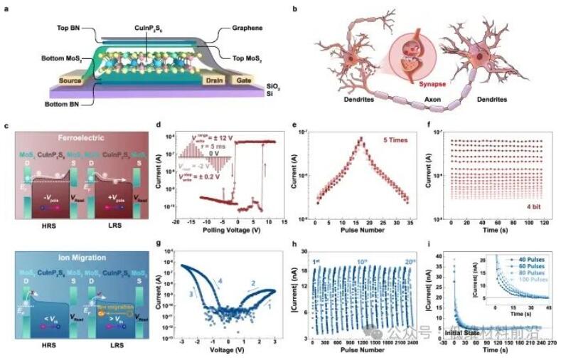 Nature Communications | 电子科技大学刘富才教授团队，基于铁电-离子相的新型存储器最新设计制备！