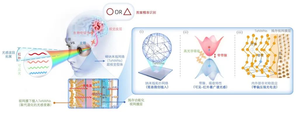 Science重磅：全球首例！复旦科学家团队通过脑机接口，使失明动物恢复视觉能力